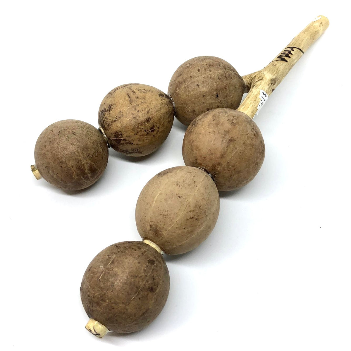 Sea Pod Rattle Seed Pod Shaker Rattle Y - Double — Drum Supply